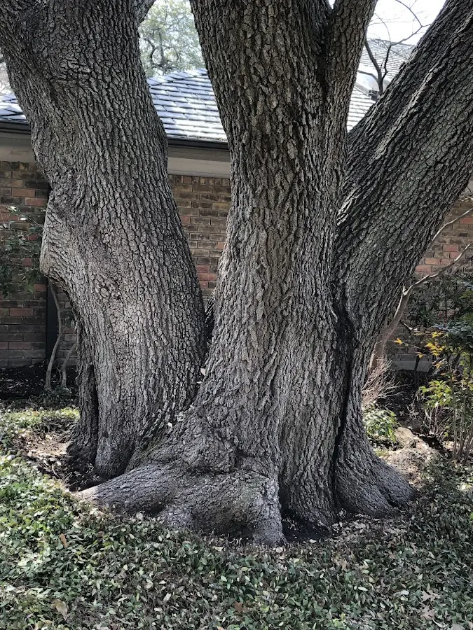Mature heritage tree close to a Pine Grove property cared for by certified arborists